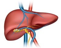 Human liver structure. Organ human, medical science, health internal, vector illustration