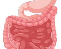 Close up picture of intestine illustration